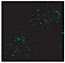 VPS35 | Vacuolar protein sorting-associated protein 35B (marker of PVC)